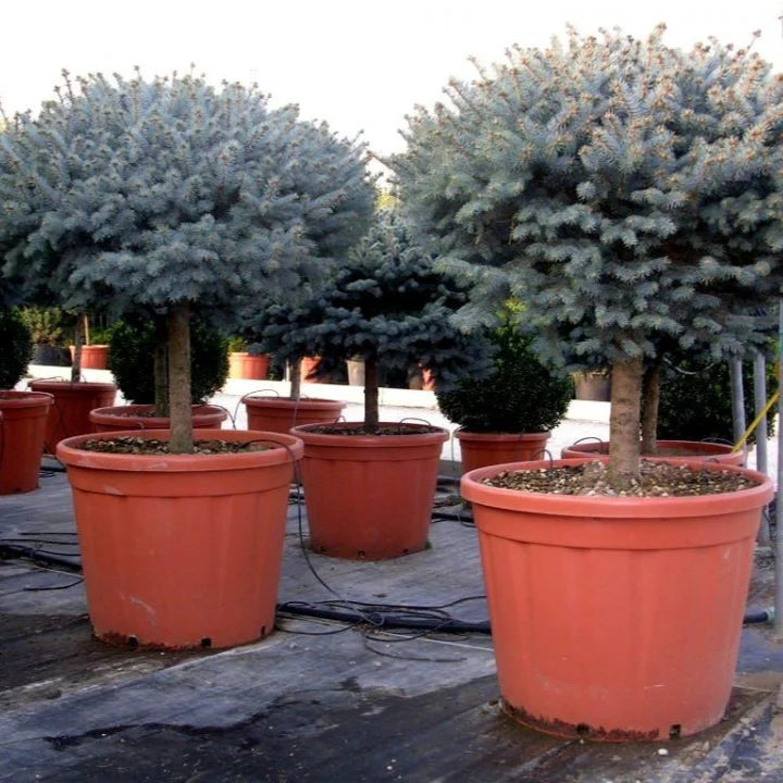 Picea Pungens Glauca Globosa tallo