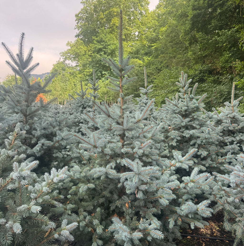 Picea pungens Super Blue Seedling (SBS)