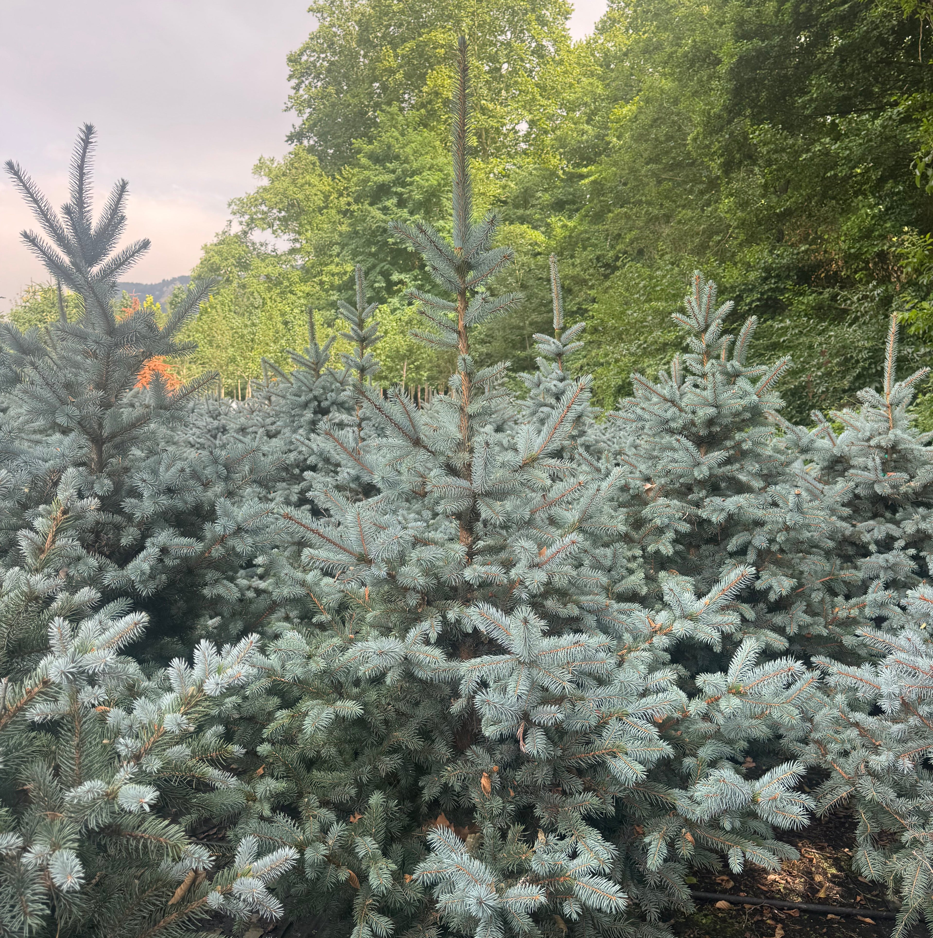 Picea pungens Super Blue Seedling (SBS)