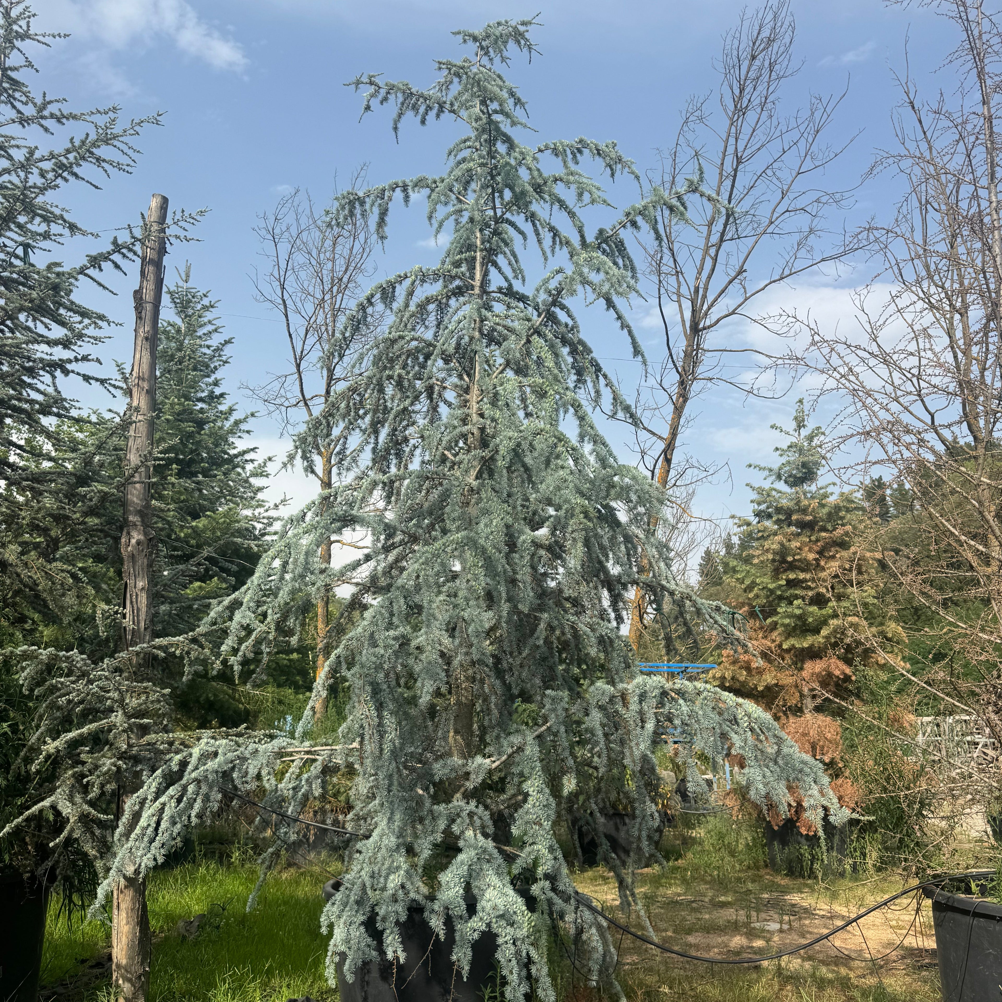 Cedrus Atlantica Glauca