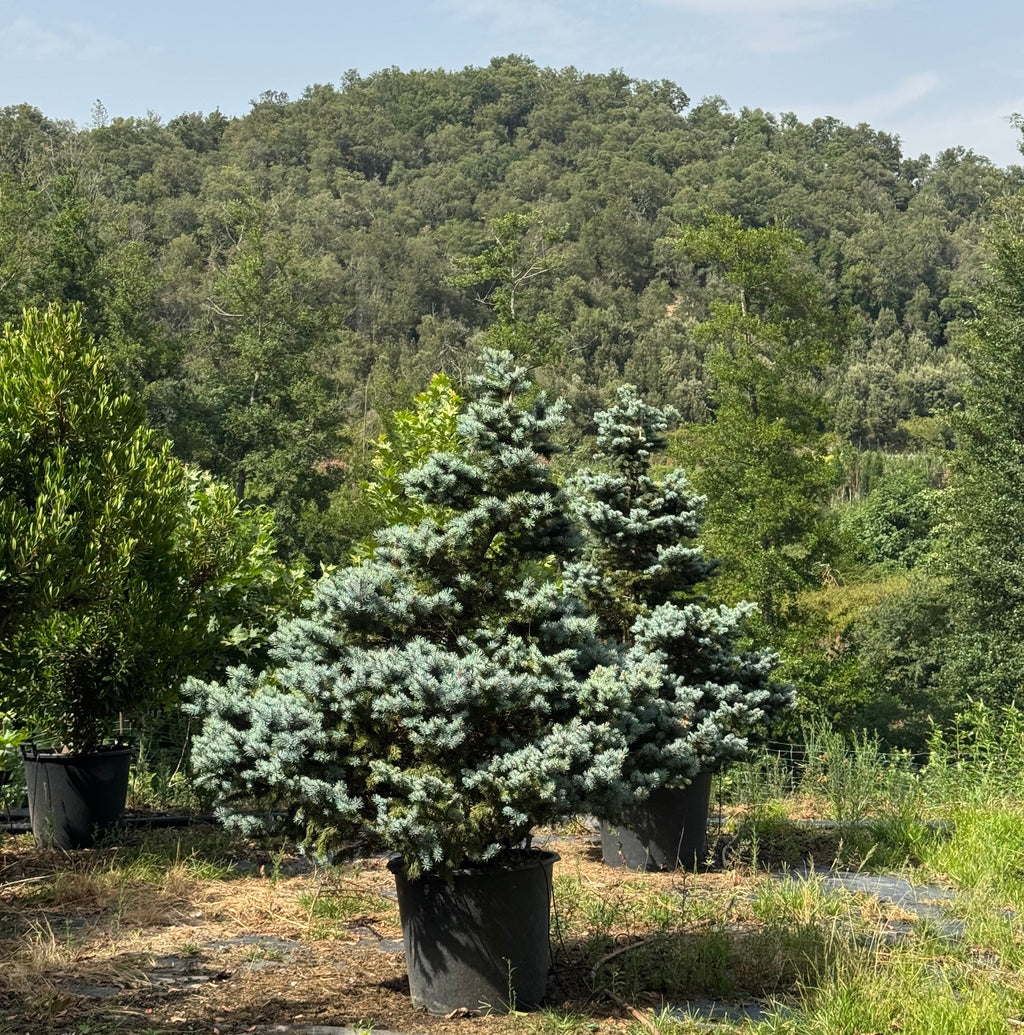 Picea pungens "Koster"