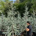 Cedrus Atlantica Glauca