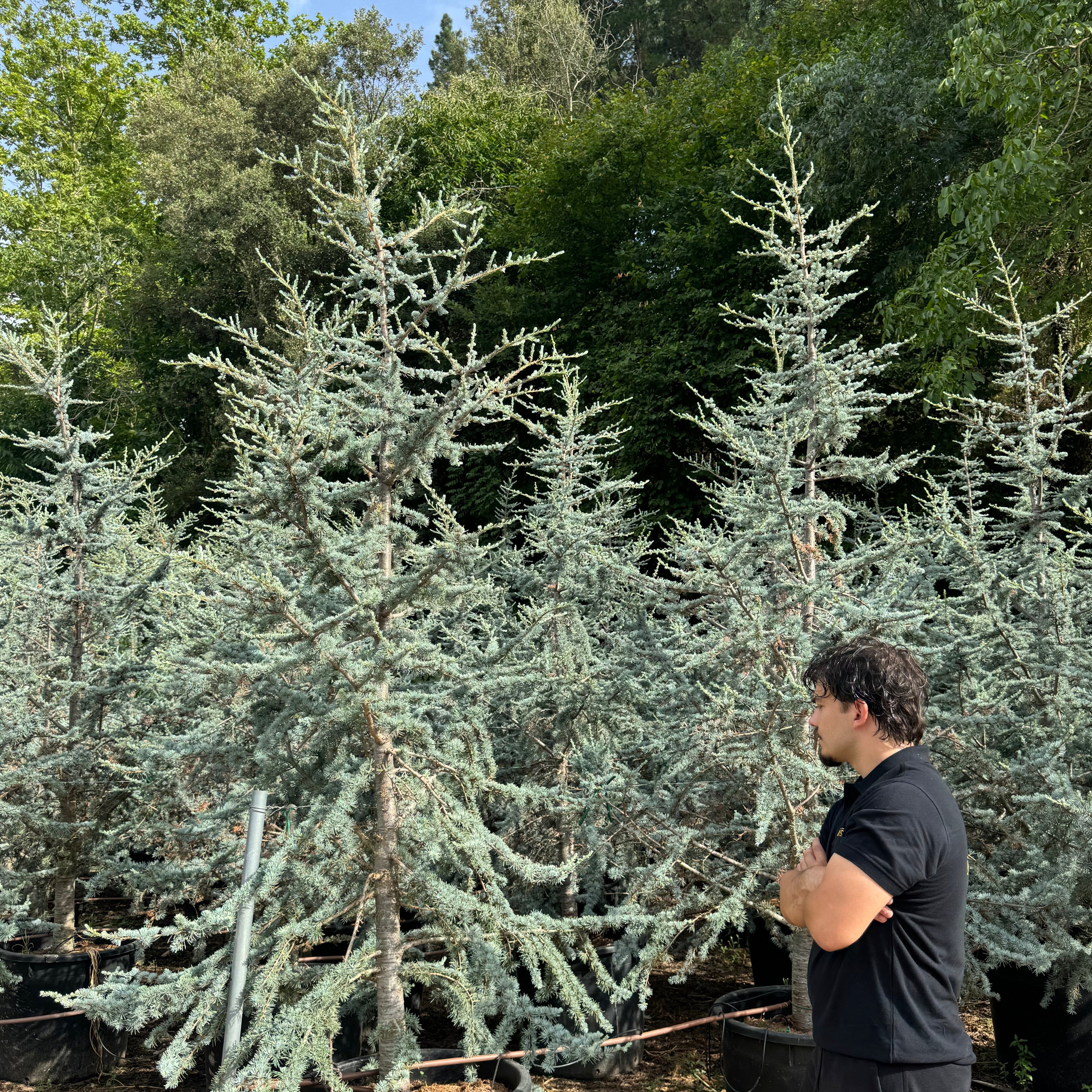 Cedrus Atlantica Glauca