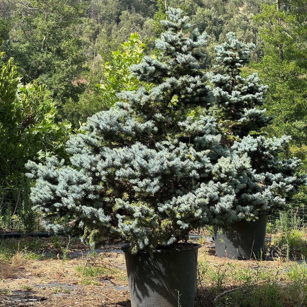 Picea pungens "Koster"
