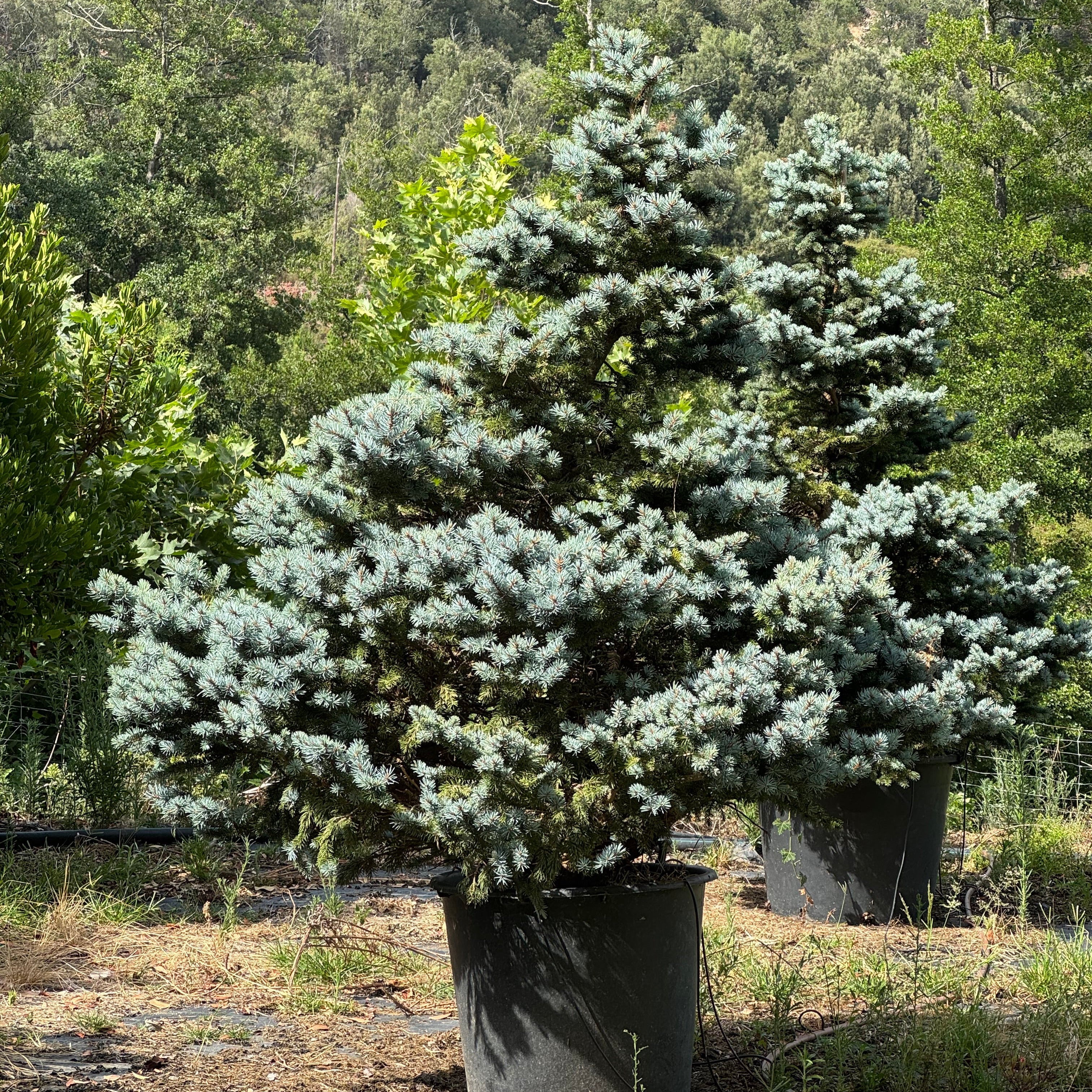Picea pungens "Koster"