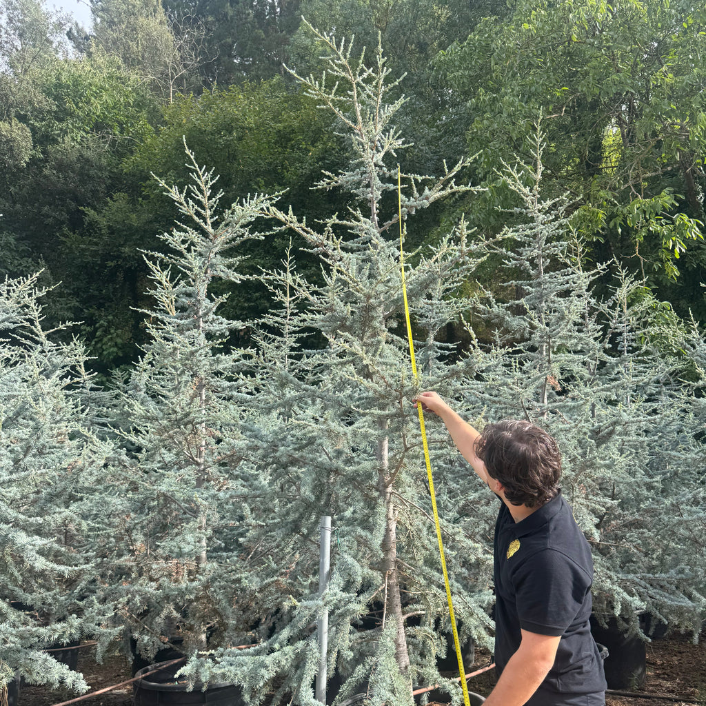 Cedrus Atlantica Glauca