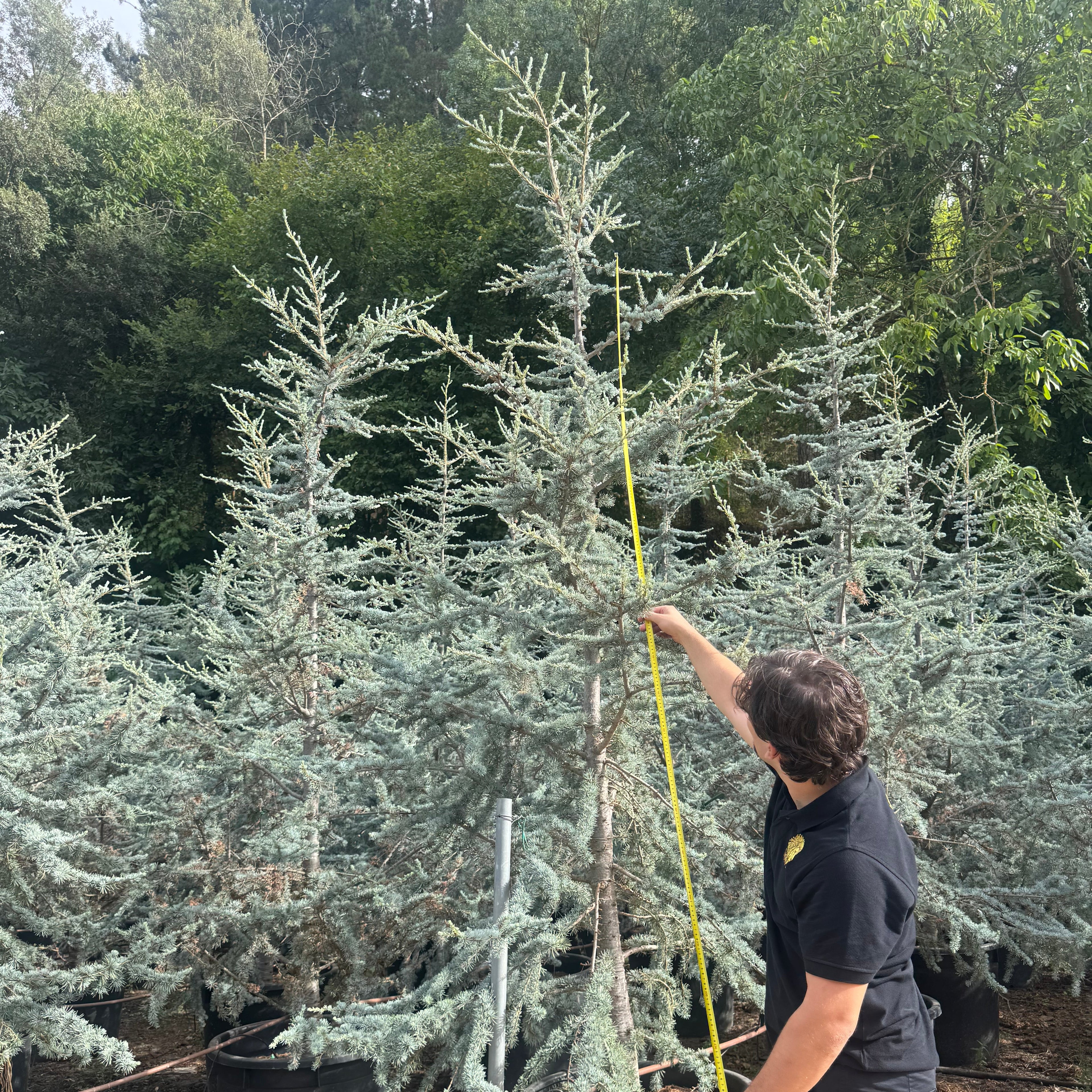 Cedrus Atlantica Glauca