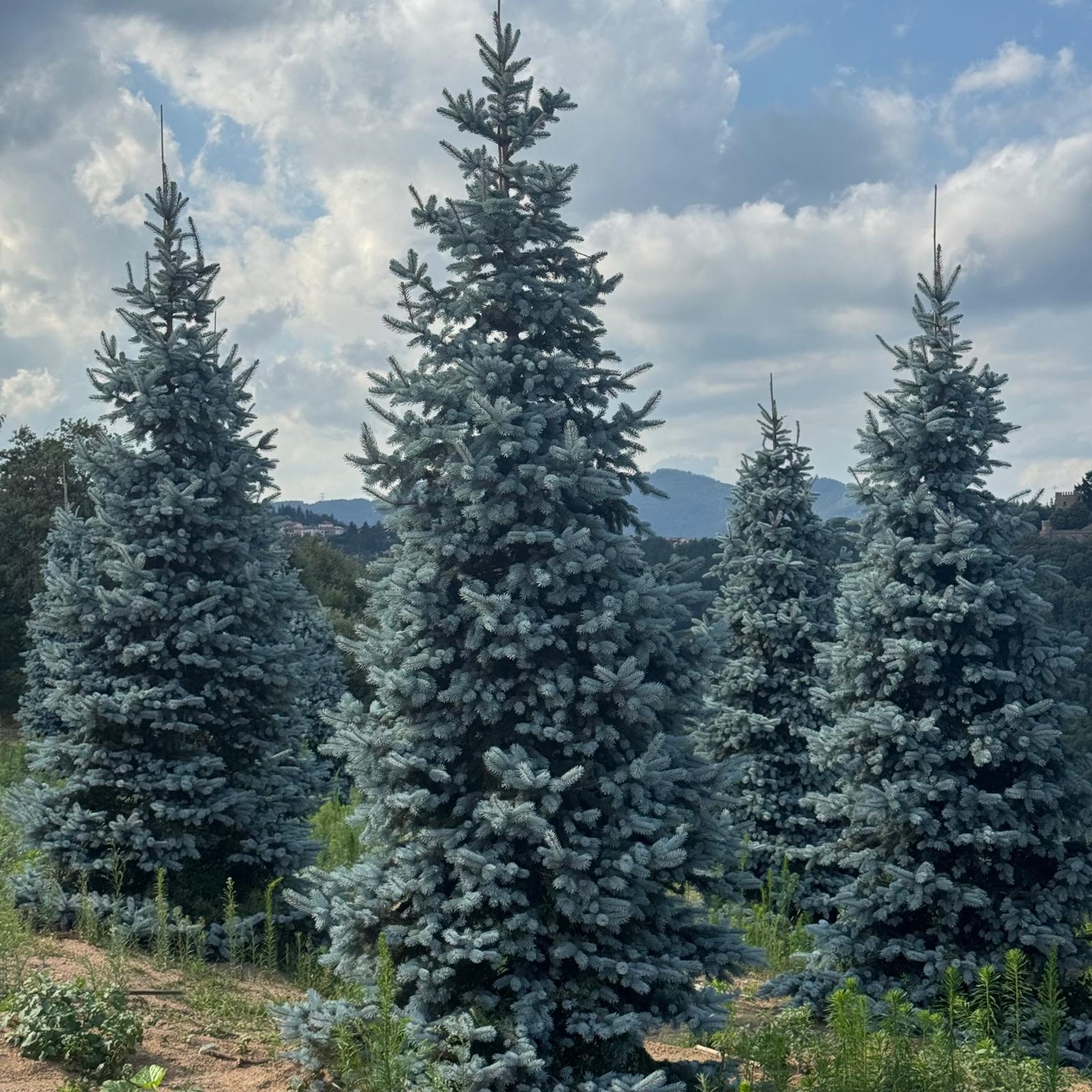 MACETA ABIES
