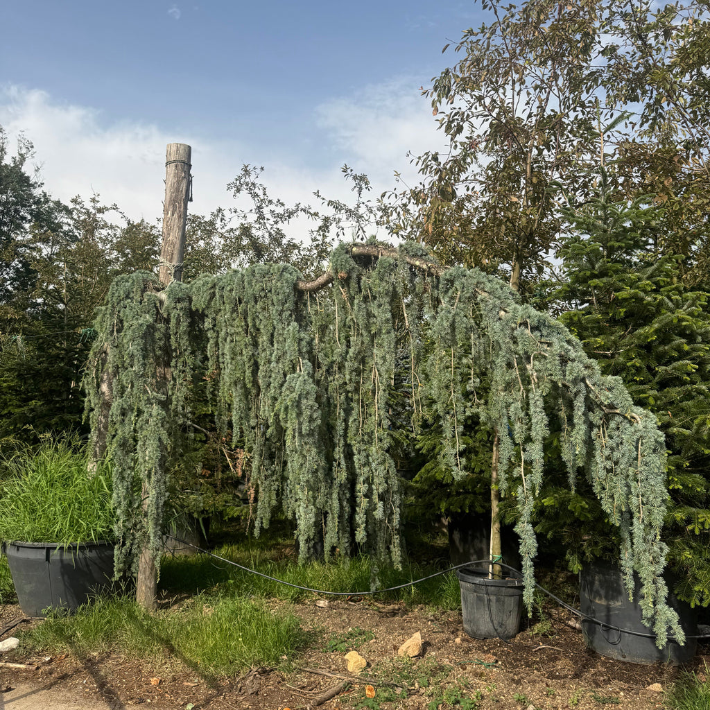 Cedrus Atlantica Glauca Pendula | Cepellón