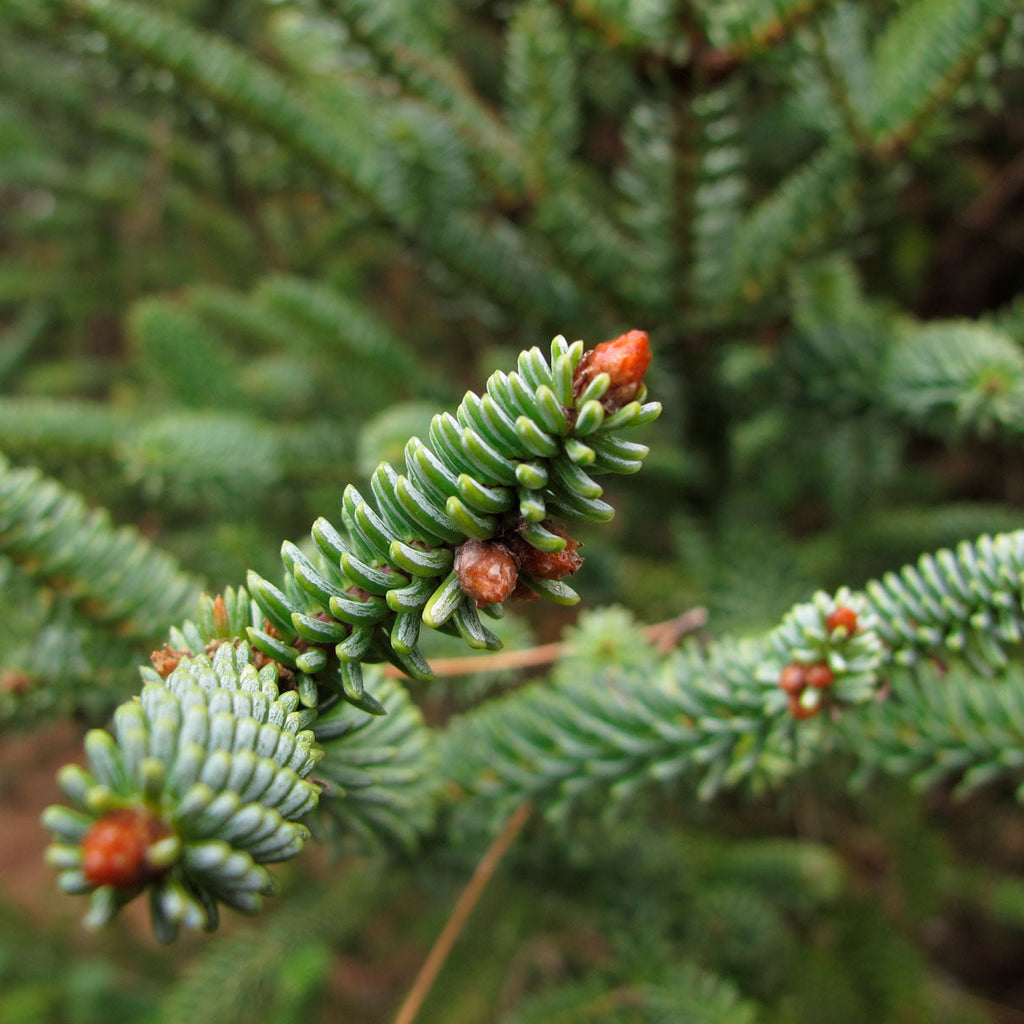 Abies Pinsapo | Cepellón