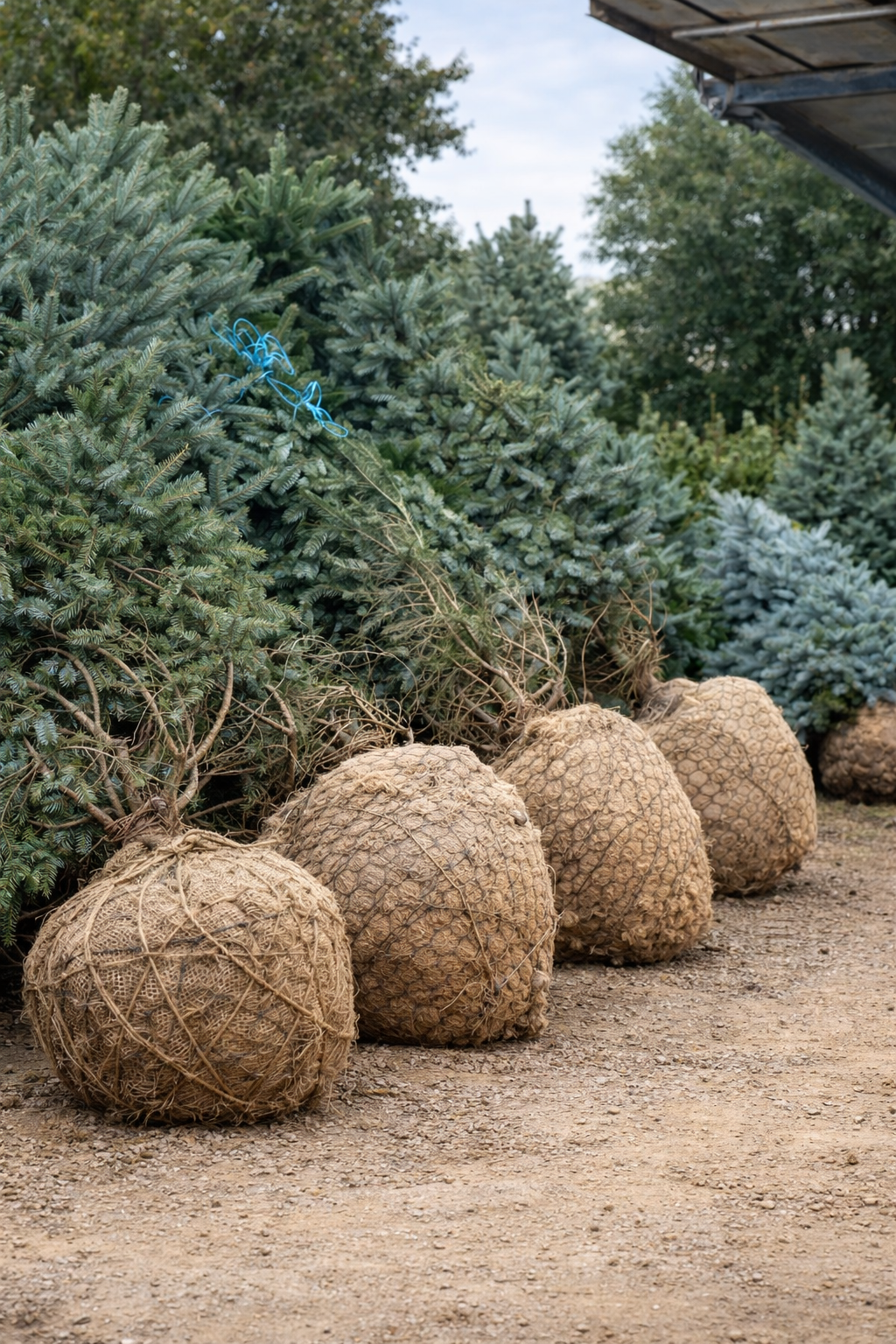 CEPELLÓN ABIES