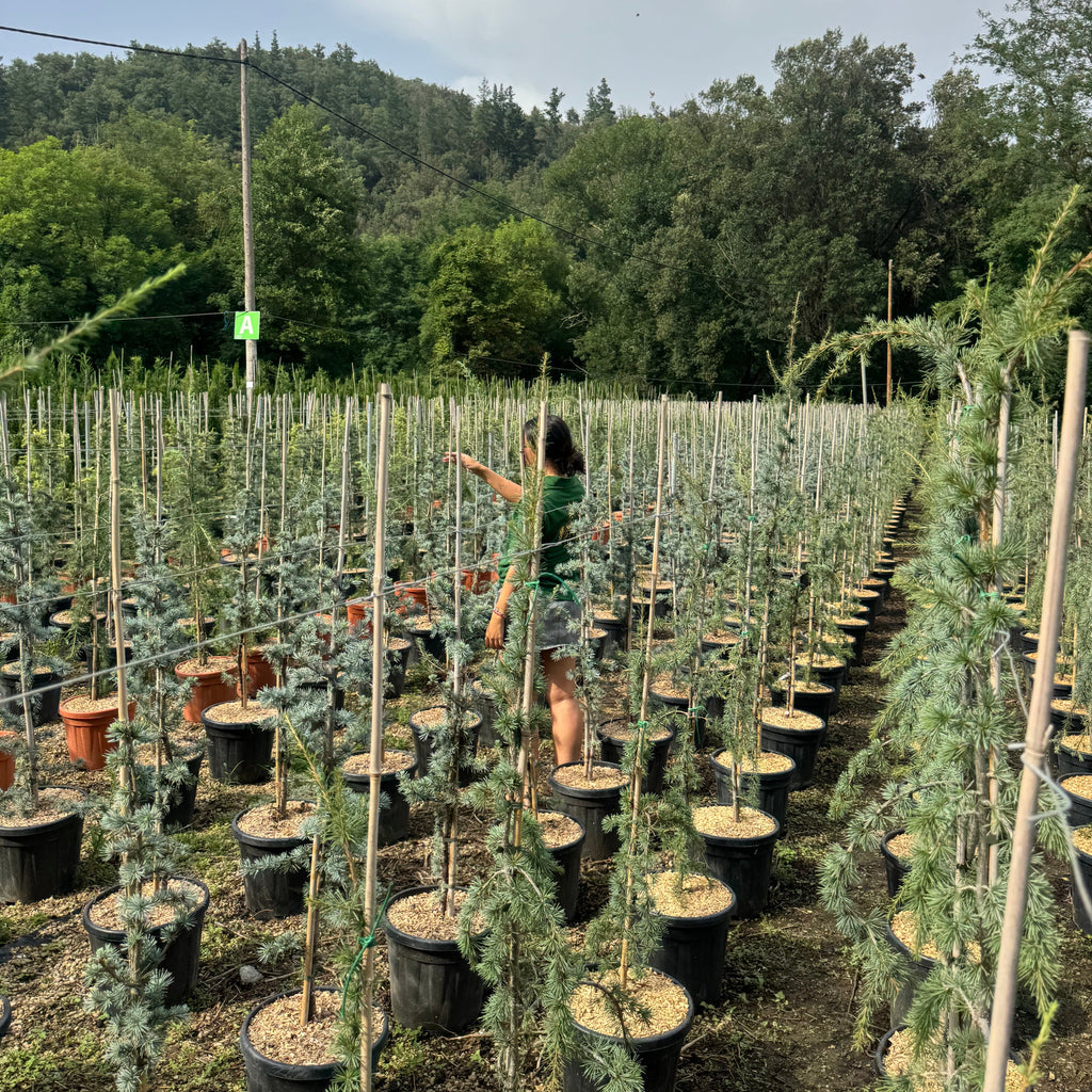 Cedrus Atlantica Glauca
