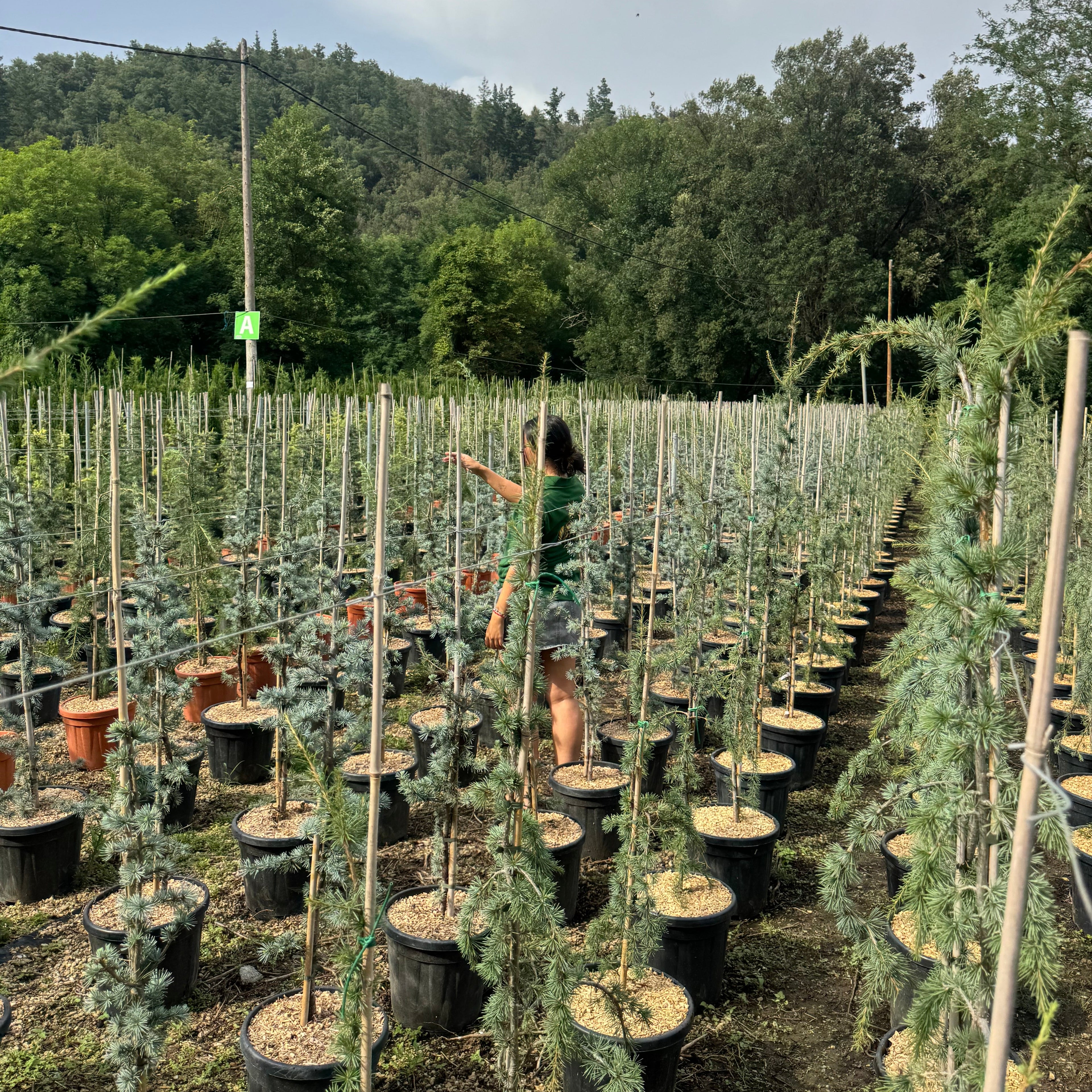 Cedrus Atlantica Glauca