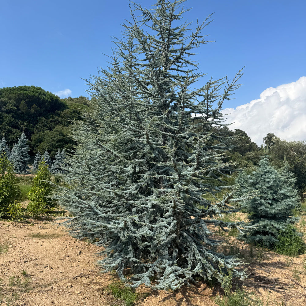 Cedrus Atlantica Glauca | Cepellón