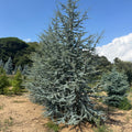 Cedrus Atlantica Glauca | Cepellón