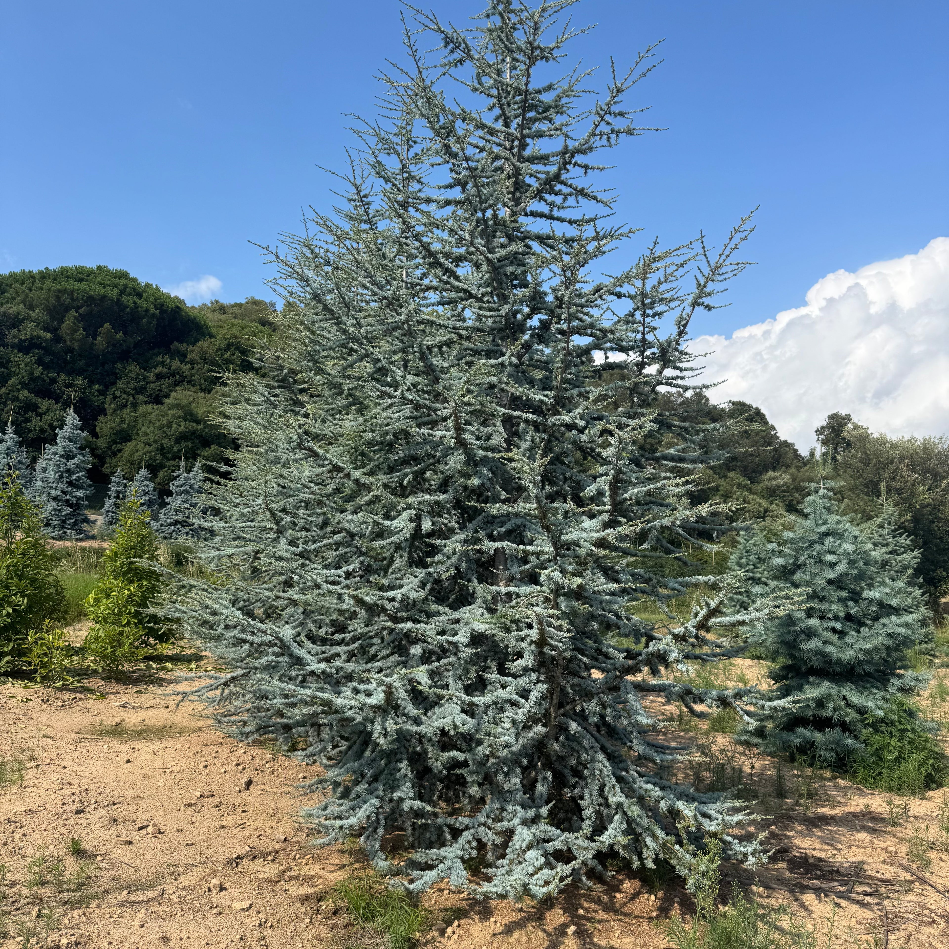 Cedrus Atlantica Glauca | Cepellón