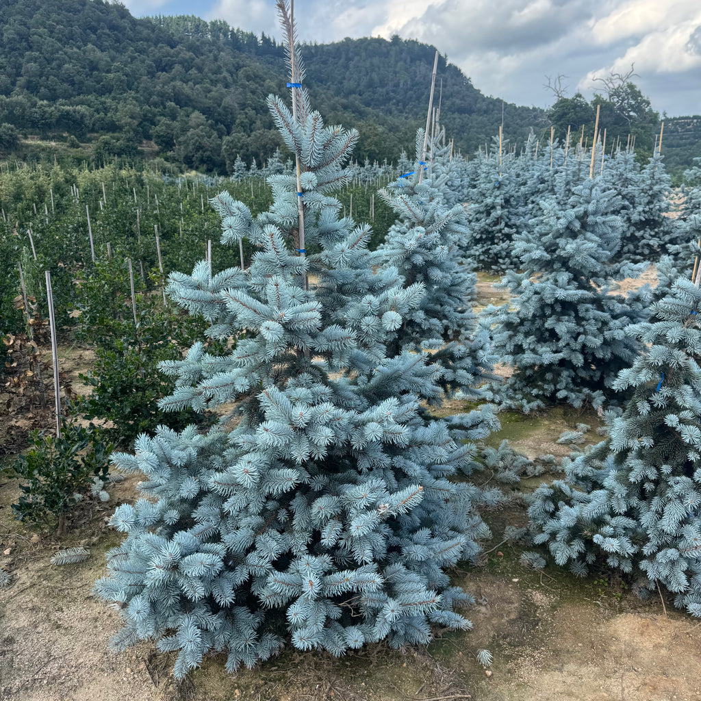 Picea Pungens Oldenburg | Cepellón