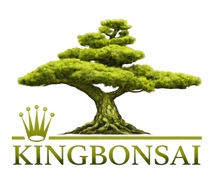 kingbonsai