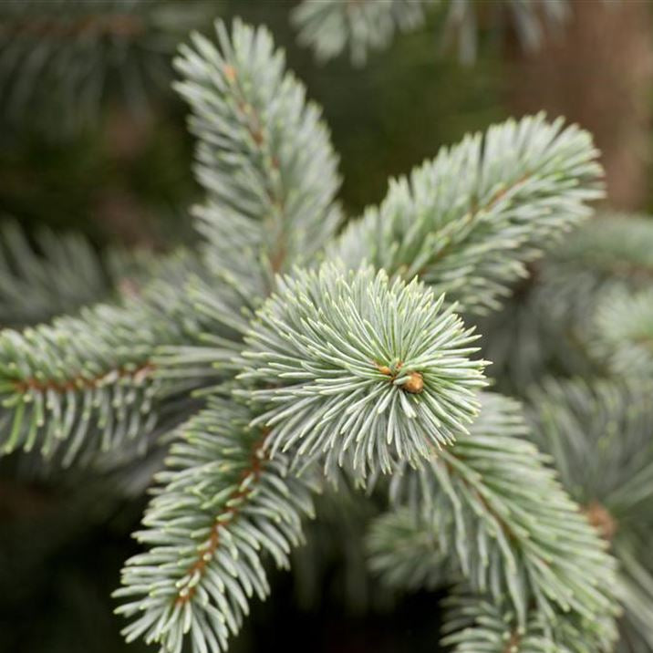 Picea pungens "Koster"