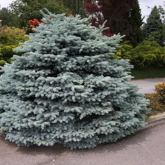 Picea Pungens "Glauca Globosa"