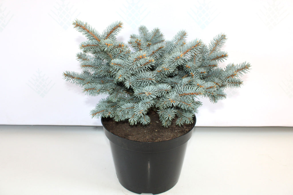 Picea Pungens "Glauca Globosa"