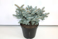 Picea Pungens "Glauca Globosa"