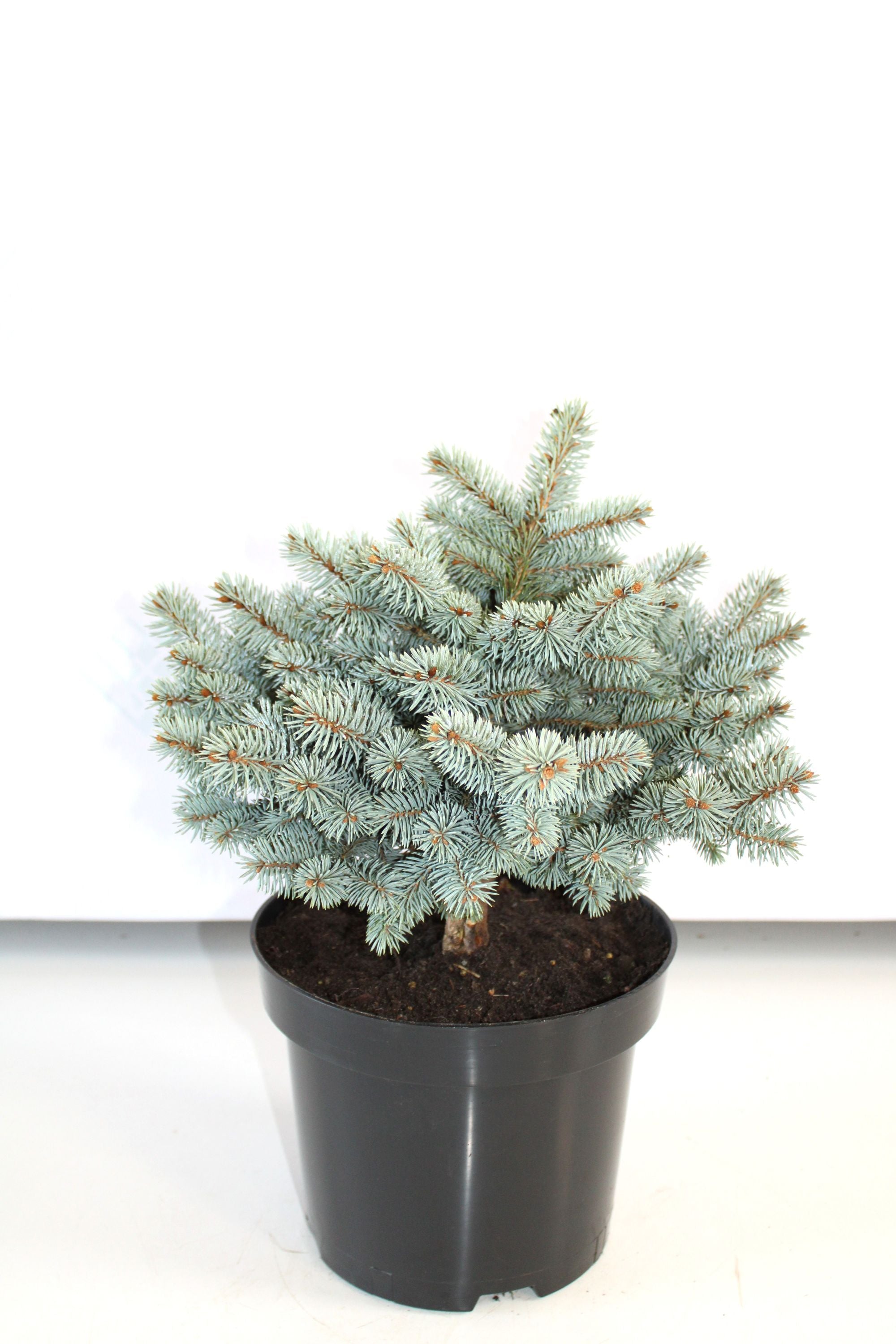 Picea Pungens "Glauca Globosa"