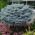 Picea Pungens Glauca Globosa tallo
