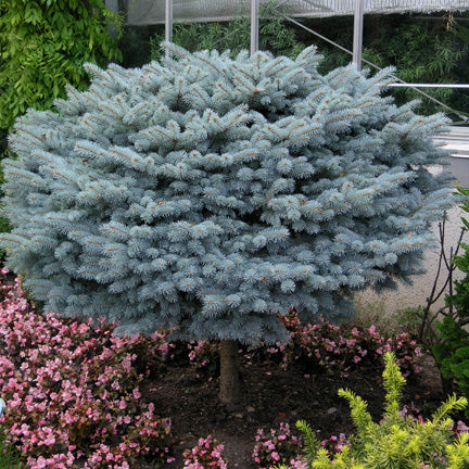 Picea Pungens Glauca Globosa tallo