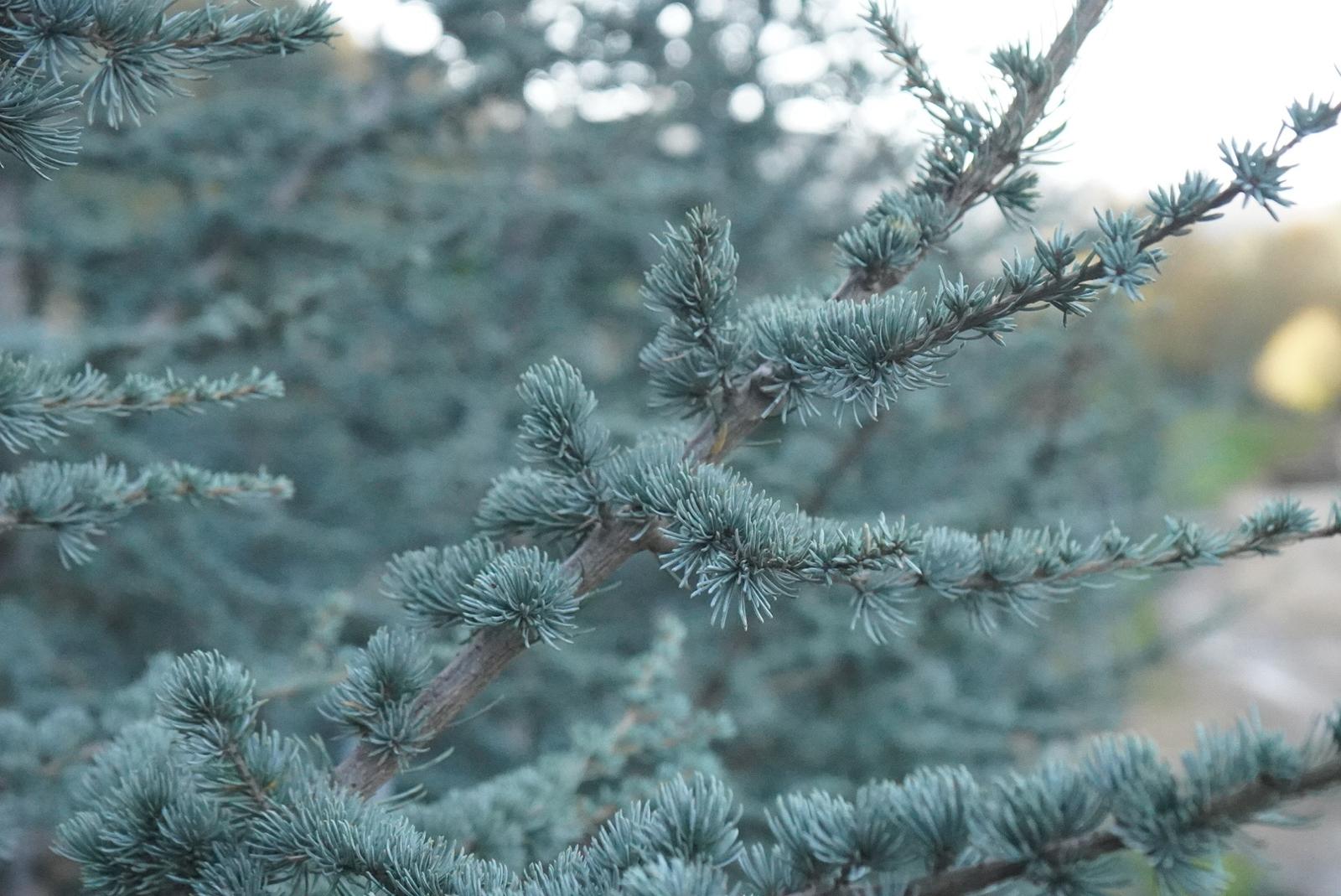 MACETA CEDRUS