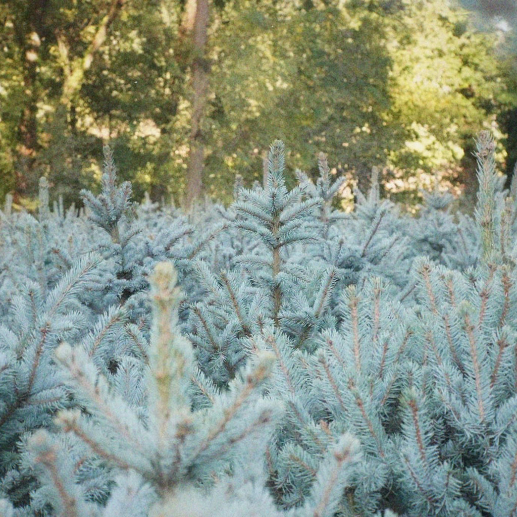 Picea pungens Super Blue Seedling (SBS)