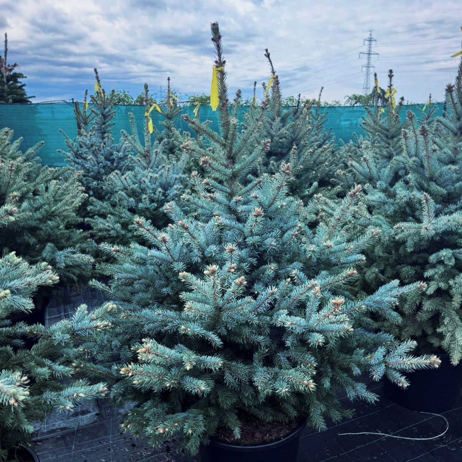Picea pungens Super Blue Seedling (SBS)
