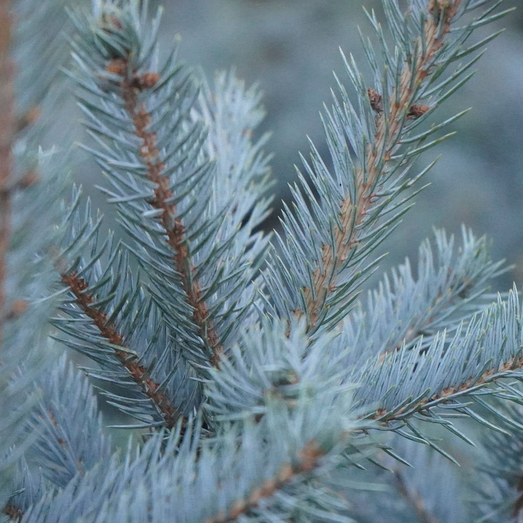 Picea pungens Super Blue Seedling (SBS)