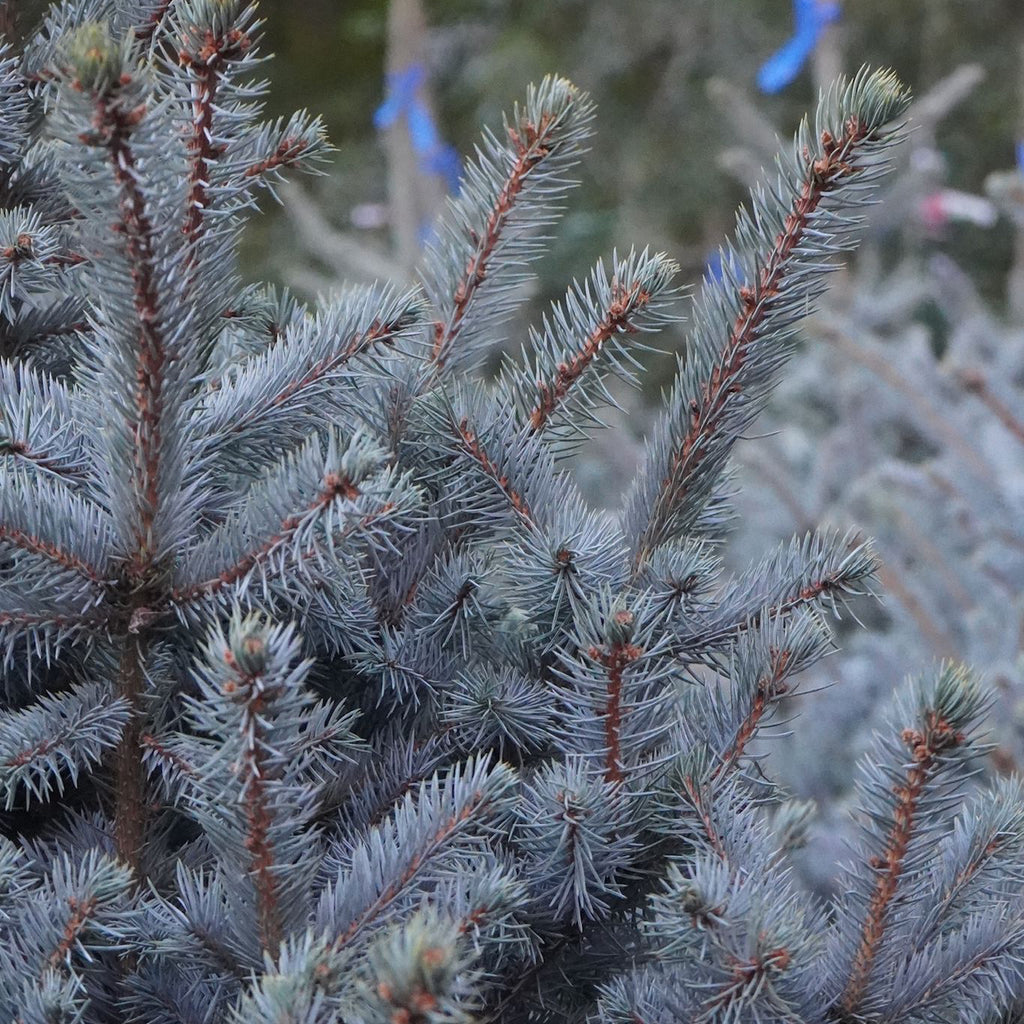 Picea pungens Super Blue Seedling (SBS)