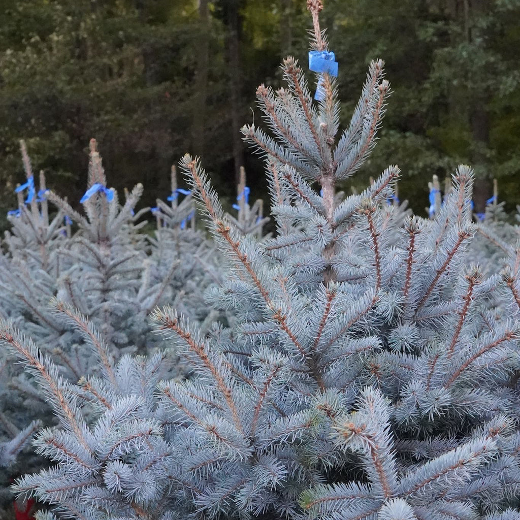 Picea pungens Super Blue Seedling (SBS)