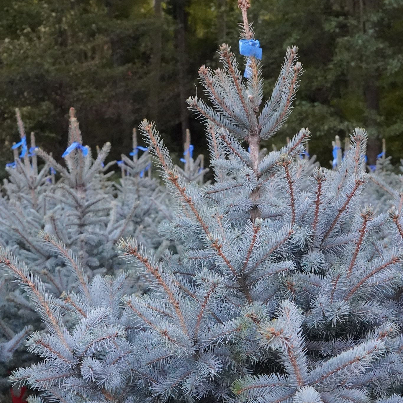 Picea pungens Super Blue Seedling (SBS)
