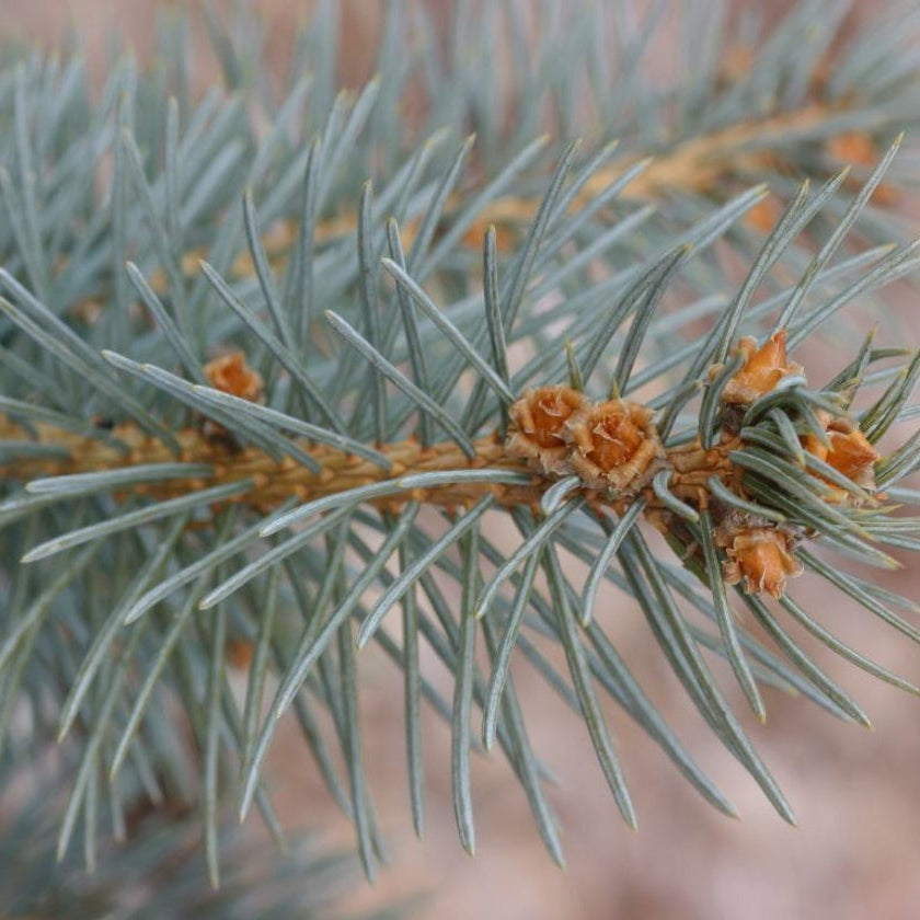 Picea Pungens Blue Diamond | Cepellón