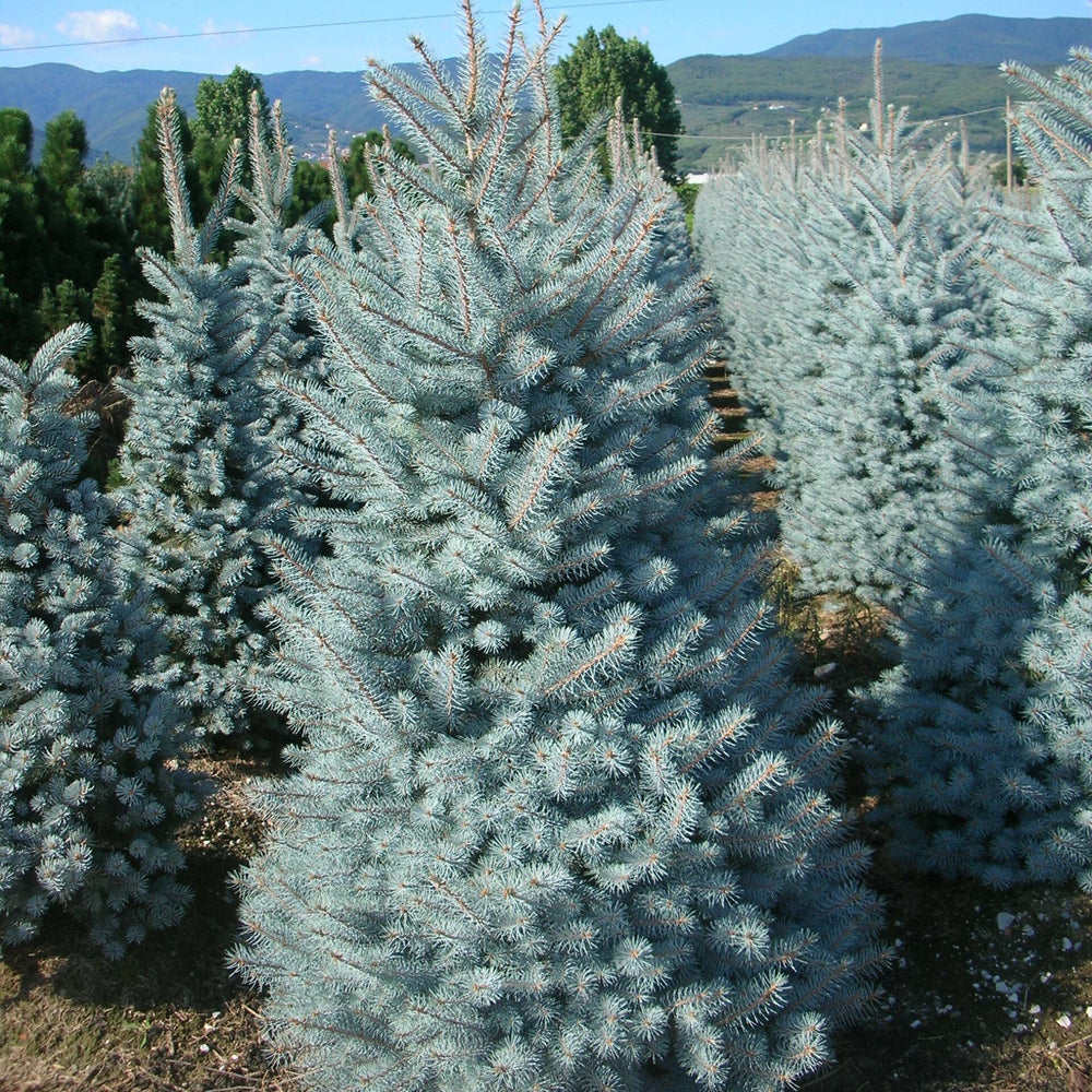 Picea Pungens Blue Diamond | Cepellón