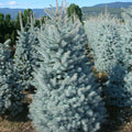 Picea Pungens Blue Diamond | Cepellón