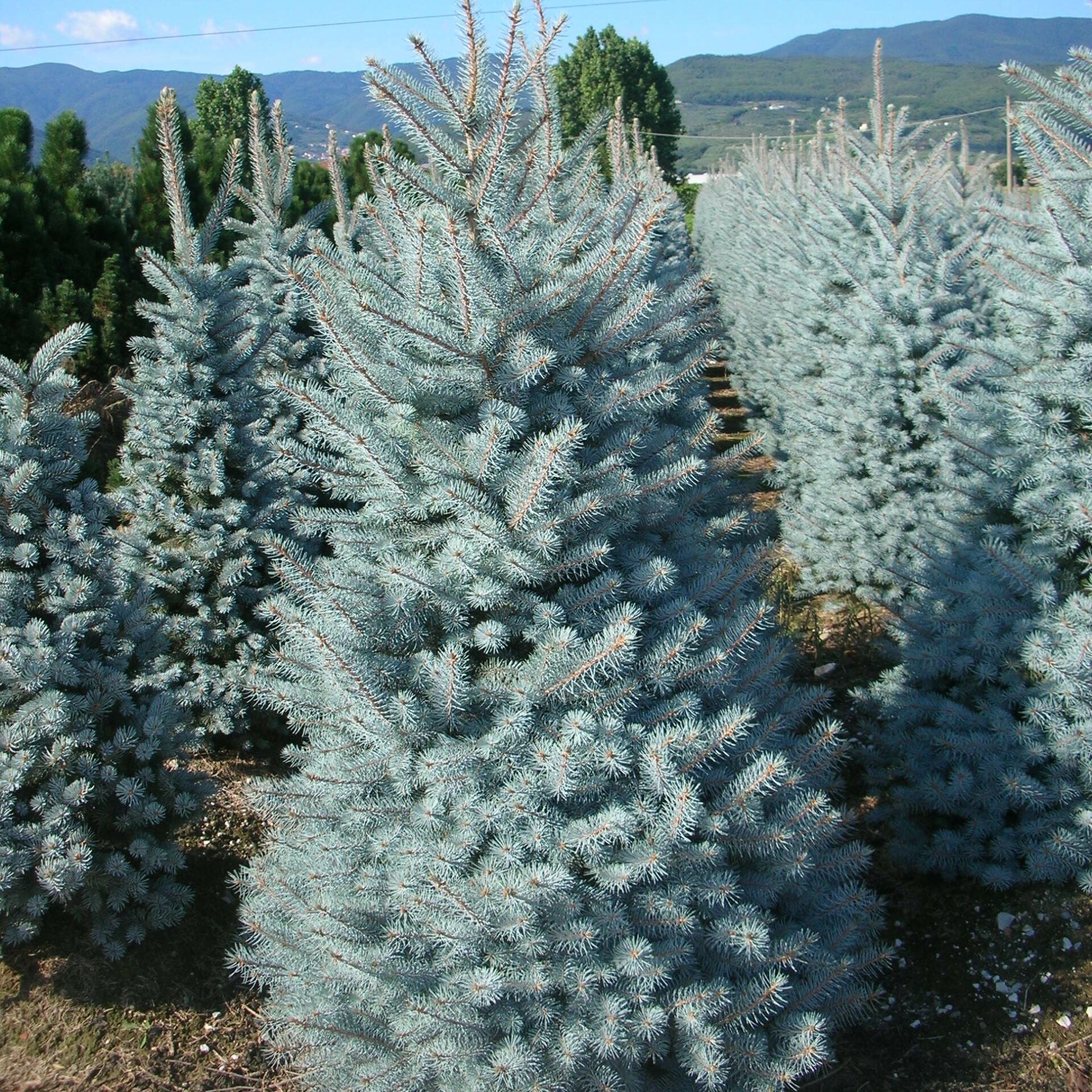 Picea Pungens Blue Diamond | Cepellón