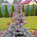 Picea Pungens "Hoopsii"