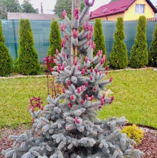 Picea Pungens "Hoopsii"