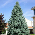 Tall evergreen tree in a grassy area with a building in the background