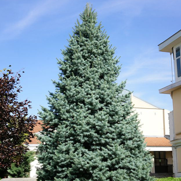 Tall evergreen tree in a grassy area with a building in the background