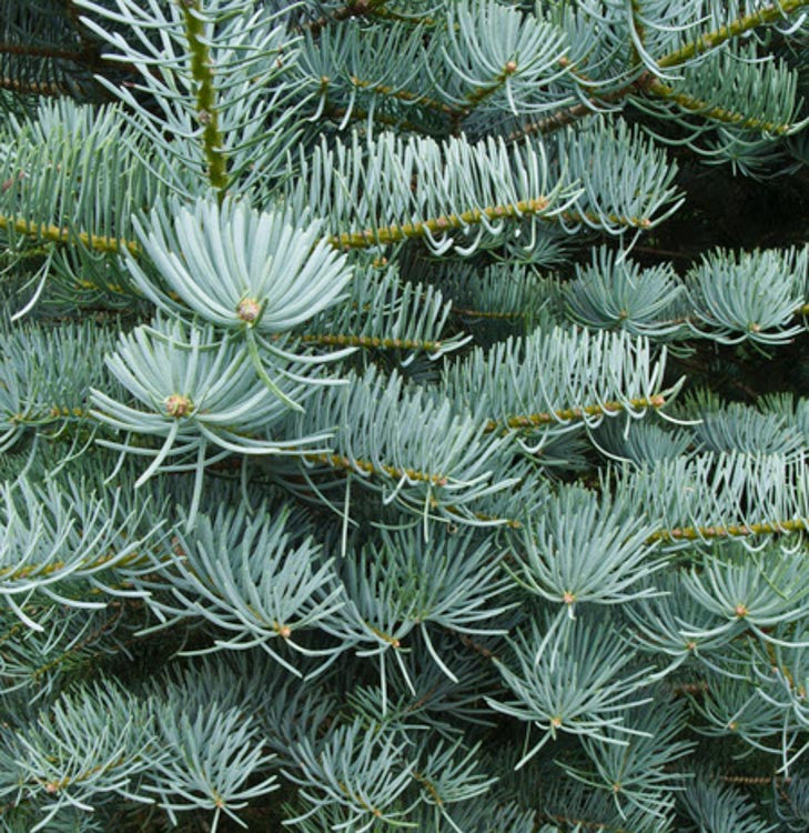 Close-up of a branch of a coniferous tree with needle-like leaves.