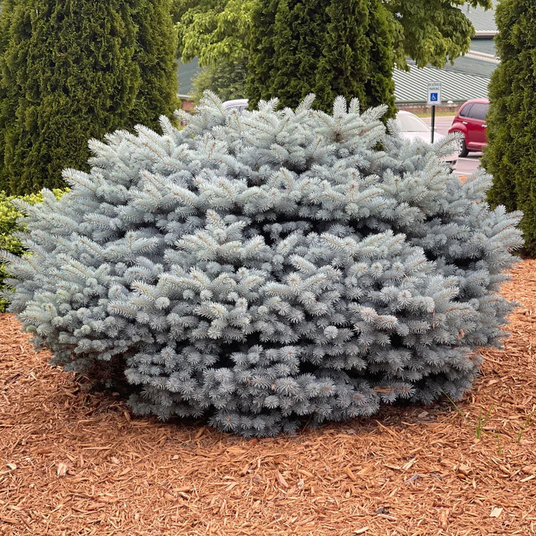 Picea Pungens "Glauca Globosa" | Cepellón