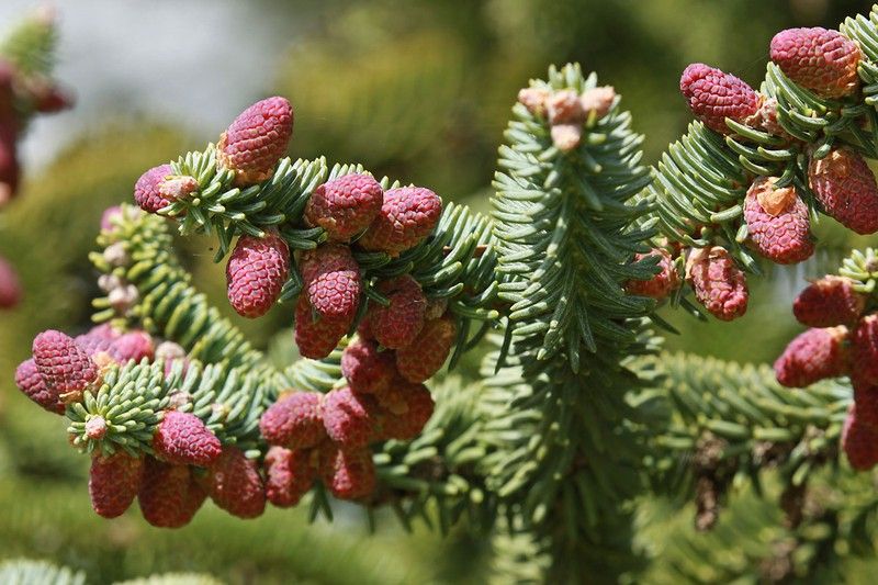 Abies ornamentales | Abetos para jardín