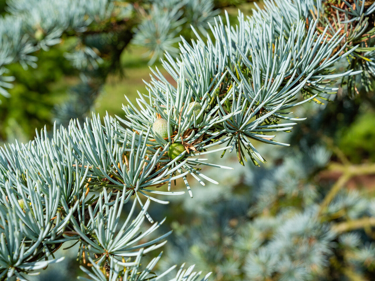Cedrus ornamentales | Cedros para jardín