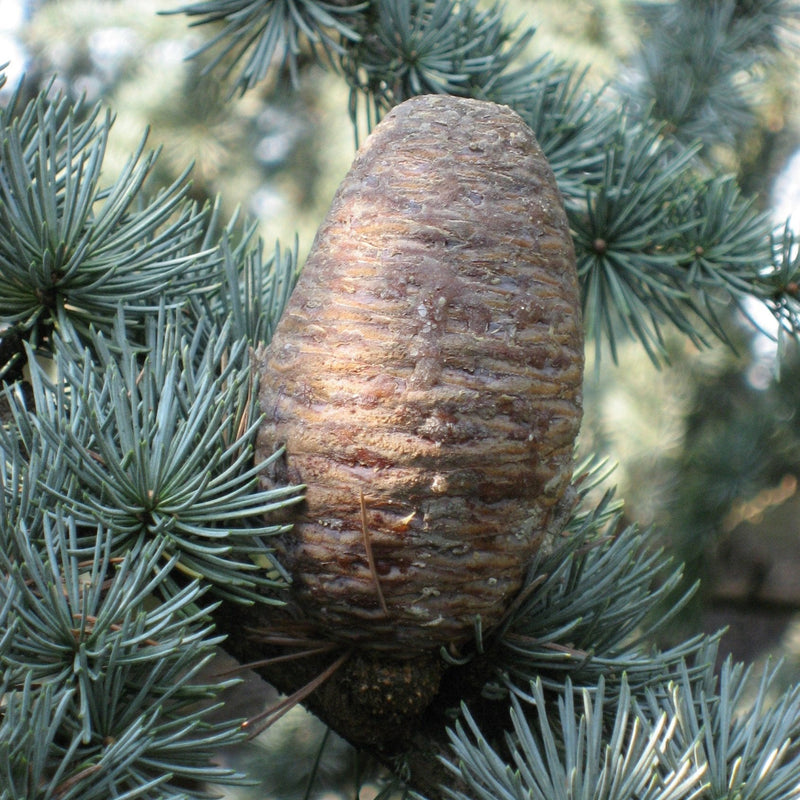 Cedrus Libani