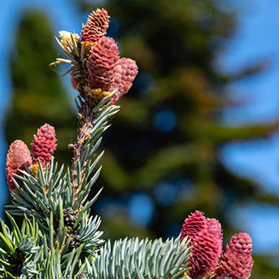 Picea Pungens "Hoopsii"